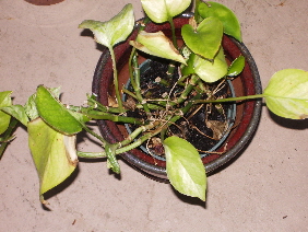 a yellowing, dying philodendron in a pot. photo by bf newhall
