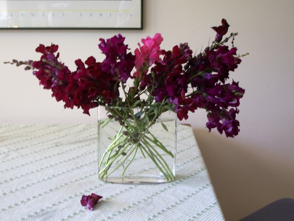 maroon snapdragons looking good in a clear glass vase.