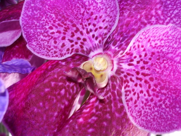 Magenta orchid growing in orchid farm in Thailand. Photo by BF Newhall