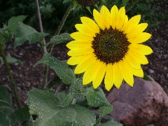 sunflower blooming in New Mexico. Photo by BF Newhall
