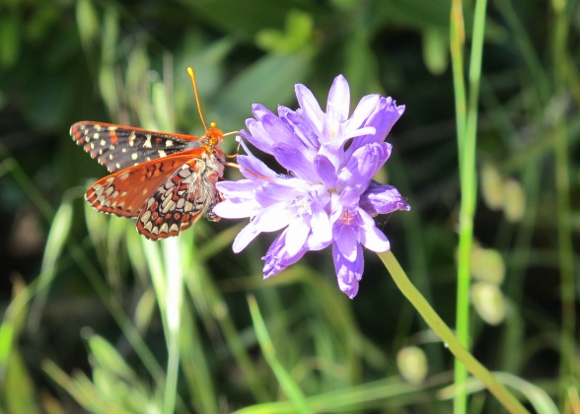 a checkerspot butterfly lights on a blue dick blossom, CA. Photo by BF newhall