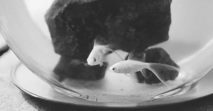 A Leap Year Leap: Jon-newhall's-goldfish