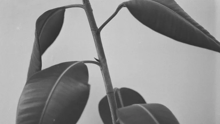 A Leap Year Leap: She Asked. He Said Yes. jon-newhall's-rubber-tree-plant