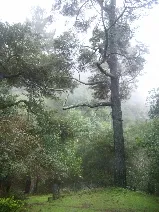 beauty in a tree in a foggy canyon