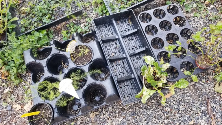 shopping for bedraggled-plants-for-sale