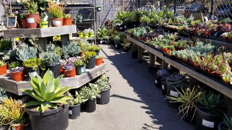 petunias plant-nursery-open-during-COVID-shut-down