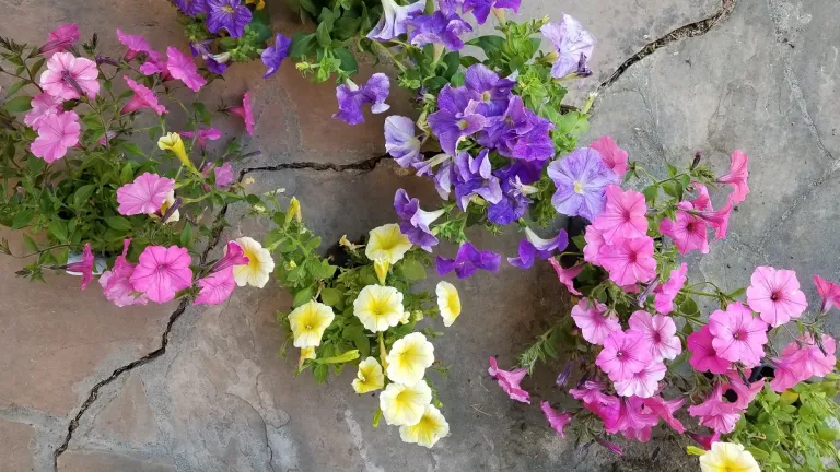 pink-purple-yellow-petunias