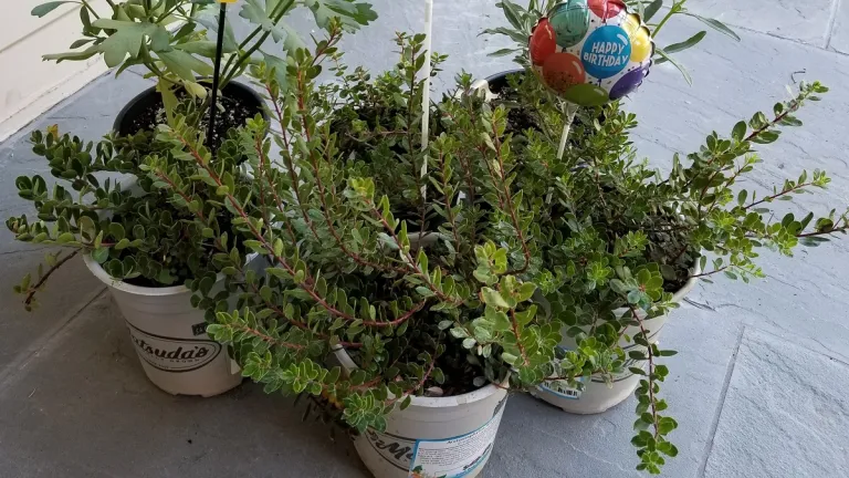who will look after me arctostaphylos-manzanita