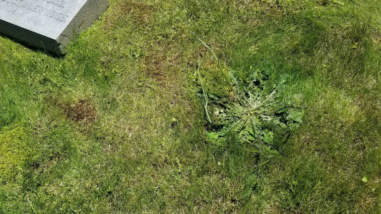 Dandelion-growing-in-a-cemetery on my grave