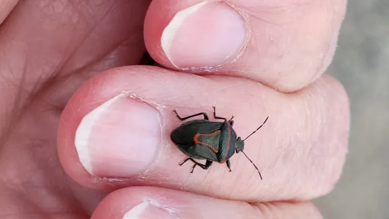 chimney rock true-bug-point-reyes california