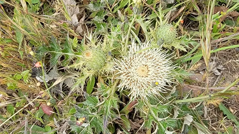 brownie-thistle-Pt.-Reyes chimney rock