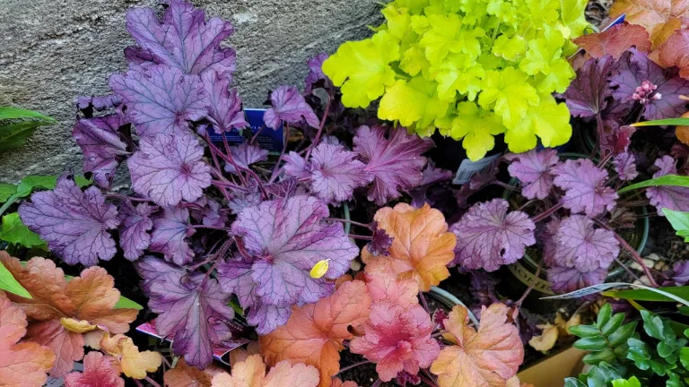 heuchera