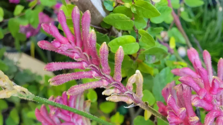 kangaroo-paw-anigozanthos-bush-pearl