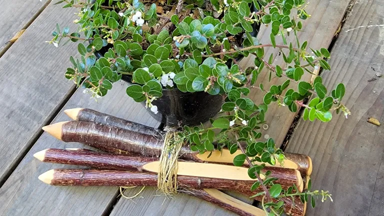 Arctostapholos-Point-Reyes'