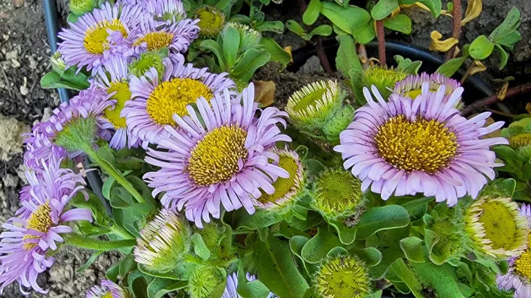 seaside-fleabane-Erigeron-glaucus
