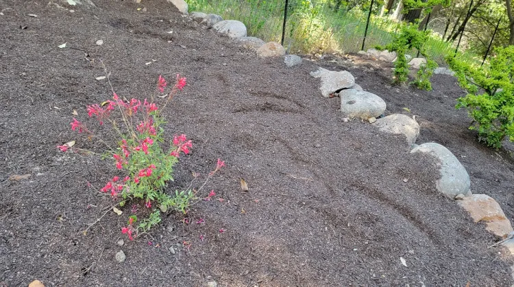 lipstick salvia a pollinator in my pollinator garden