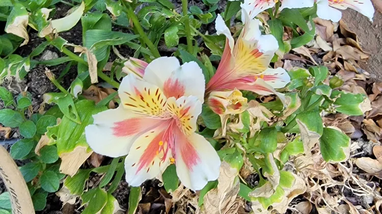 widowed i don't like my life. this alstromeria-blossom likes its