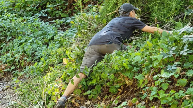 clearing-trailside-brush in a wild urban oasis