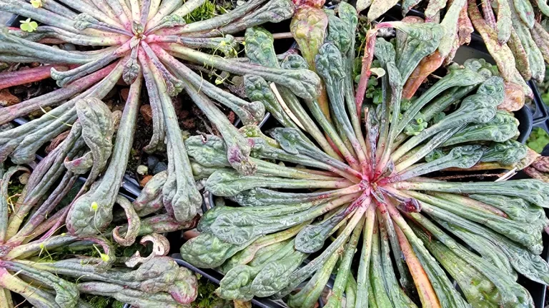 widowed-let-us-tend-our-garden pussy-paws-plant-california