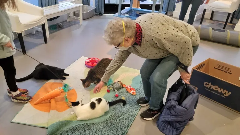 cat-cafe