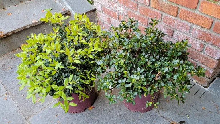 my years are numbered encore-azaleas-in-pots