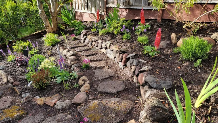 Newly-planted-garden-with-lava-rock-an unruly garden tamed