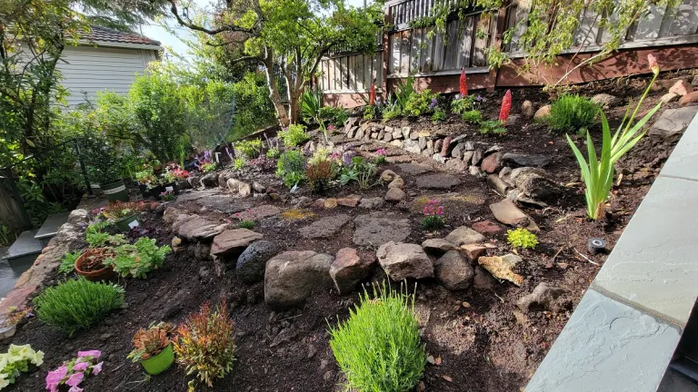 my newly planted garden is about to become: my front yard -- it's a happening place. 