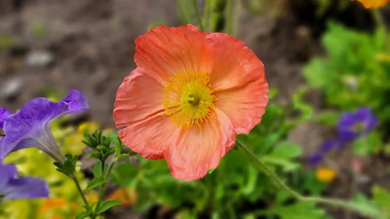 My front yard -- it's a happening place with its iceland-poppy-champagne-dreams