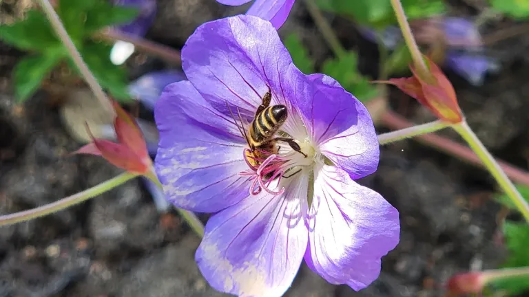 my front yard -- it's a happening place with a bee-on-Cranesbill-"Rozanne"