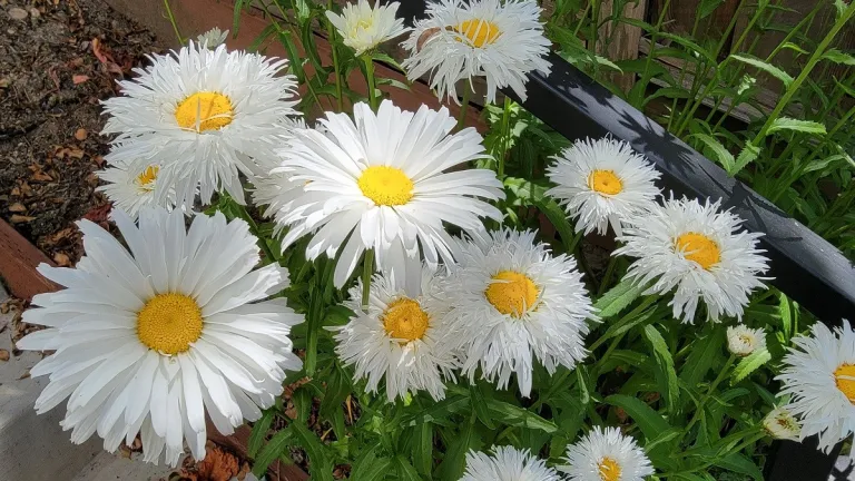 are we works of art shasta-daisy-crazy-daisy