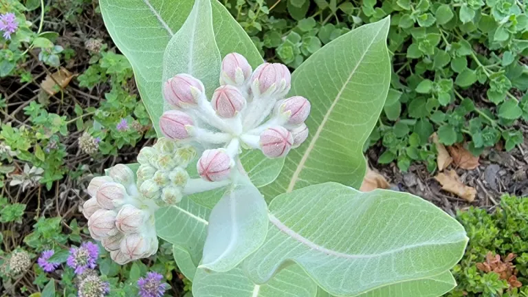are we works of art milkweed-buds