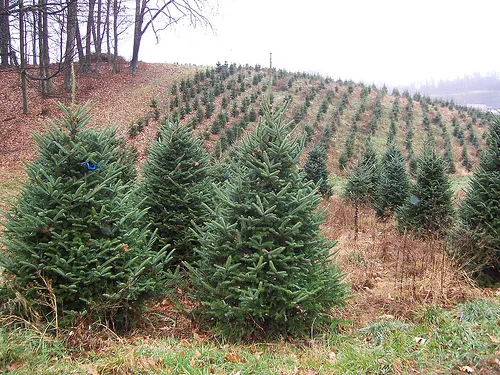 Rows of perfectly shaped christmas tree on a tree farm. Creative commons photo