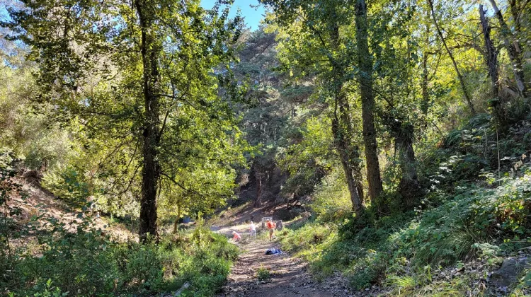 widowed, I got caught in the act of crying for my husband, which doesn't happed when I'm down in the canyon-with-trees