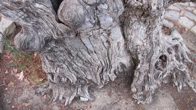 I'm old like this aging-tree