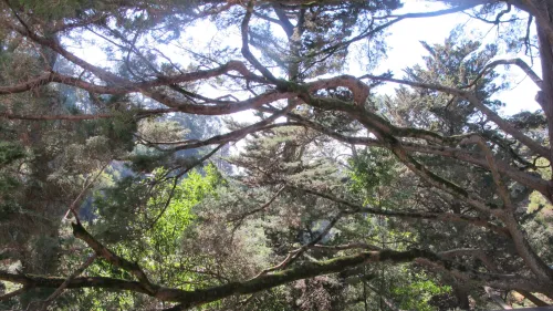 these trees block our view. what's needed is a buzz saw