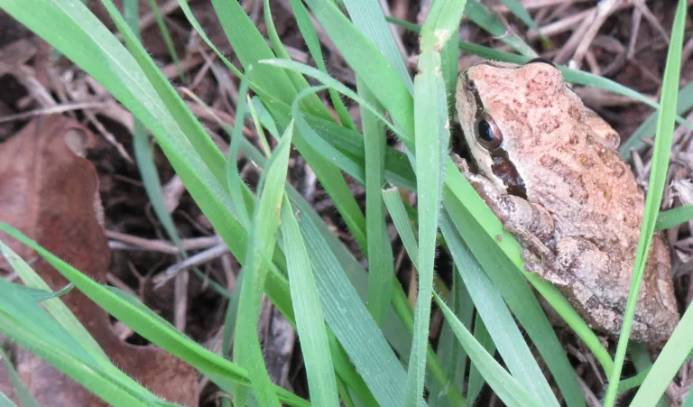 toad-bishiops-ranch-california