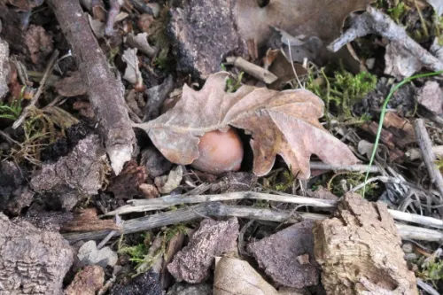Valley oak acorn and browned, deeply lobed leaf lie on the ground next to tree at Bishop's Ranch, Sonoma county, CA. Photo by BF Newhall