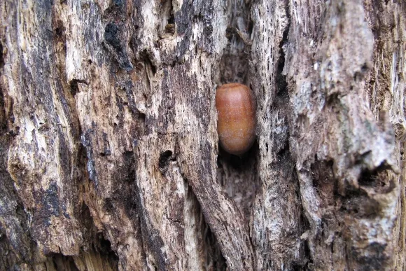 A woodpecker has wedged an acorn into a crack in a dying valley oak tree, at bishops ranch, sonoma county, CA. Photo by BF Newhall