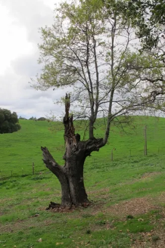 A half dead valley oak tree stands near a pasture at Bishop's Ranch, Sonoma county, CA. Photo by BF Newhall