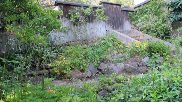 an unruly garden tamed