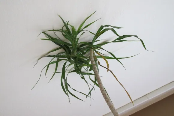 A dracena marginat houseplant has grown so tall that it is crushing itself against the homeowner's ceiling. Photo by Barbara Newhall