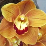 An orange and yellow cymbidium flower, a detail from Bloomster's Kren P. Rasmussen's floral design to accompany Diebenkorn's painting, "Berkeley No. 3" at Bouquets to Art show. PHoto by BF Newhall