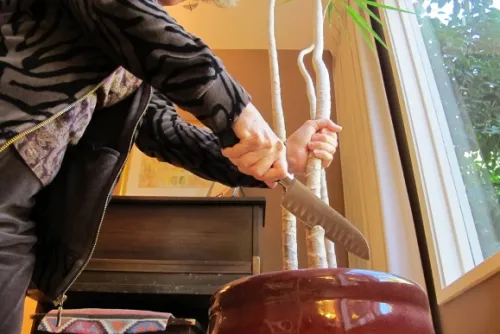 Homeowner attempts to cut the stalk of an overgrown dracena marginata with a butcher knife. Photo by Barbara Newhall