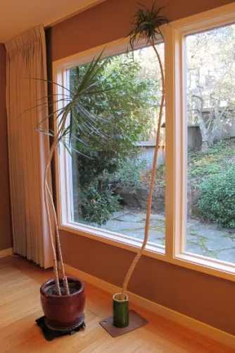 The too-tall stalk of a dracena marginata was cut off and now stands beside the potted plant. Photo by Barbara Newhall