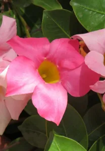 A cherry pink five-petaled blossom blooms in Los Angeles in August. Photo by BF Newhall