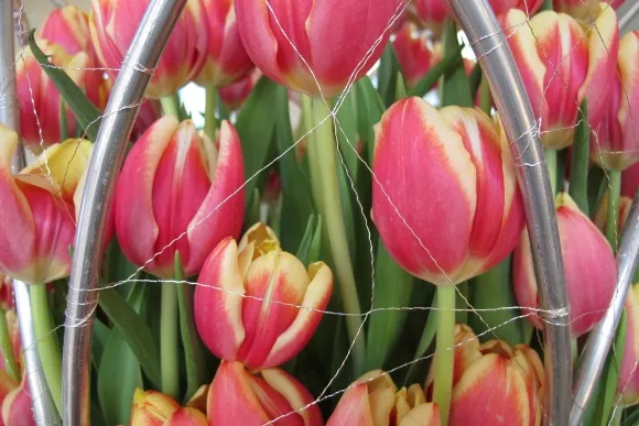 "Steel Tulip," a floral design by Nona Tai, of Floral Design Studio, Fremont, for the Mountain View Cemetery Annual Tulip Exhibition. Photo by Barbara Newhall