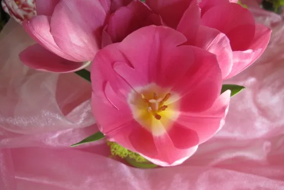 Detail 3 of "Pretty in Pink" by Valerie Lee and Robin Lee, J. Miller Flowers, Oakland. Photo by Barbara Newhall