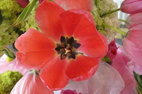 Detail 5 of "Pretty in Pink" by Valerie Lee and Robin Lee,  J. Miller Flowers, Oakland. Photo by Barbara Newhall
