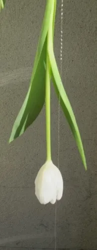 A single white tulip bud hangs upside down, suggesting a raindrop in the floral design, "Puddle Jumping," by the Merritt College Floral Design Department for the Annual Tulip Exhibition at the Mountain View Cemetery, Oakland, CA. Photo by Barbara Newhall