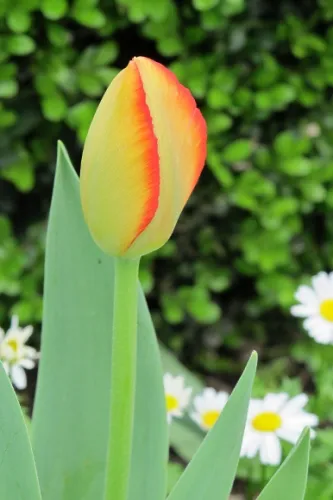 Yellow tulip tinged with orange blooms at Mountain View Cemetery, Oakland, CA. Photo by Bf Newhall